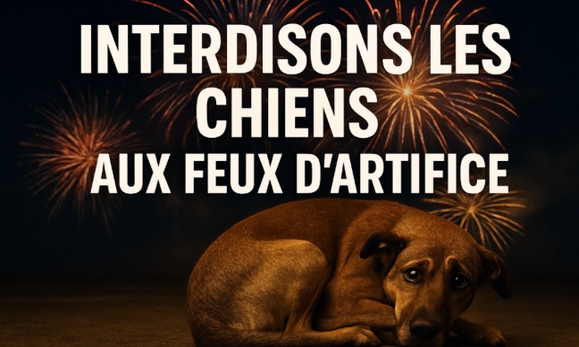 Les chiens hurlent, les humains applaudissent ! Interdisons les chiens aux feux d'artifice !