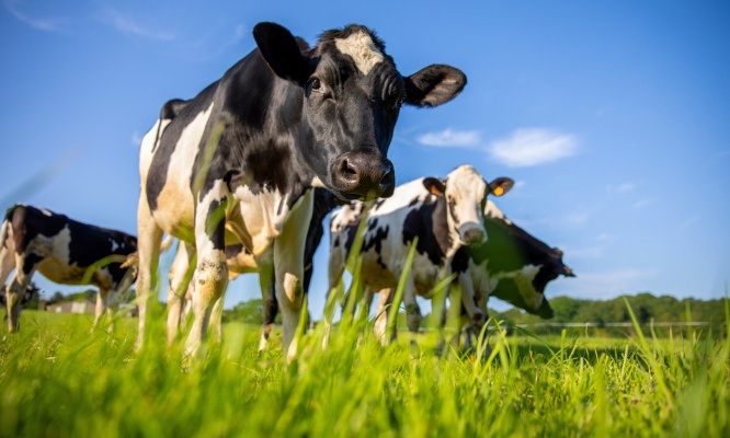 Non à l'abattage des vaches saines