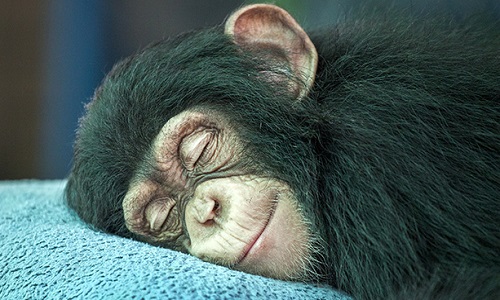 ''Cruauté'' arrêtons ce massacre, mettons-y un terme !