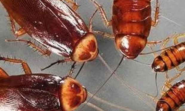 Pour une désinsectisation totale de la tour 1