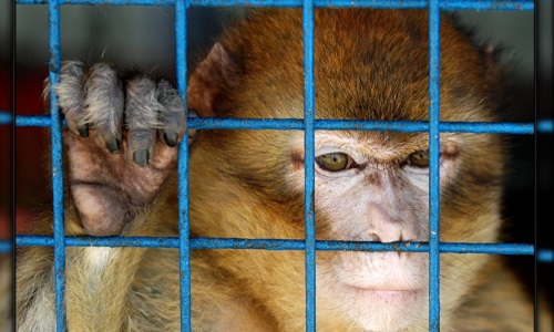 Stop aux cirques qui exploitent les animaux sur la commune de Saint-Sulpice (Tarn 81370)