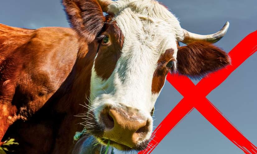 Arrêtons le massacre des bovins !