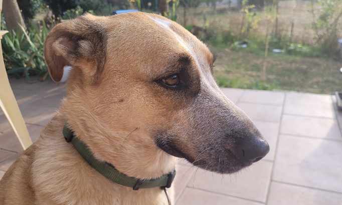 Chiens à Toulouse : acceptons-les dans les transports en commun !