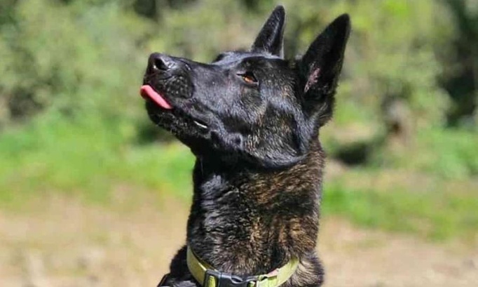 Sauvons Smoke de l'euthanasie !