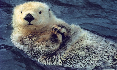 Aidez-nous à sauvegarder les loutres !