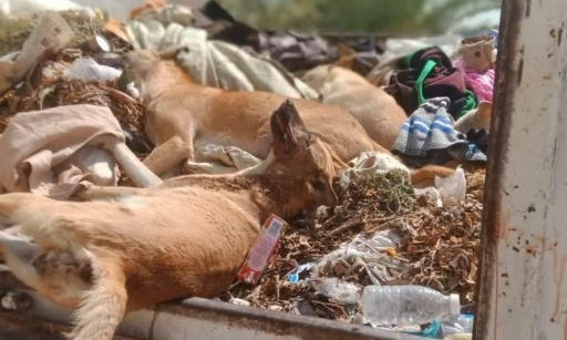Extermination des pauvres chiens sans abri du maroc : le violent coup de gueule de David Halliday - informons massivement avec les pétitions !