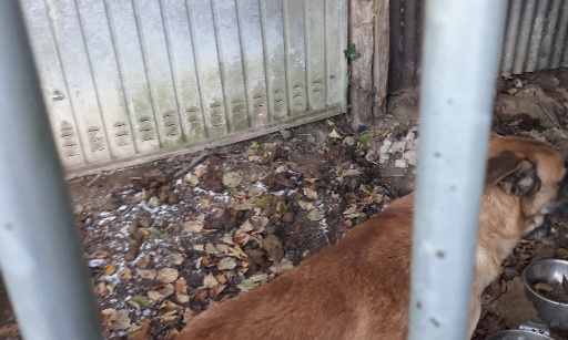 Pour la création d'une loi contre l'enfermement à vie des chiens !