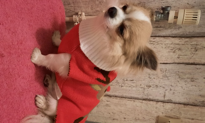 Éduquer les maîtres sur les races de leur chien