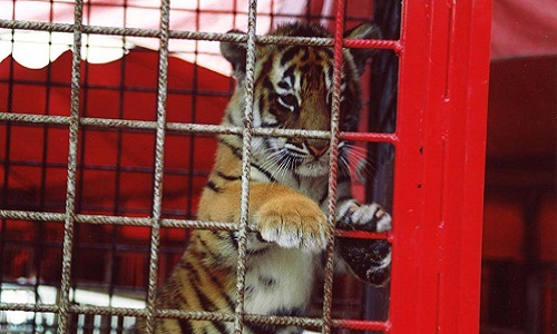 Aider les animaux à ne plus être en cage et retrouver leurs libertés
