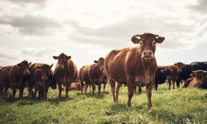 Stop à l'abattage systématiquement de troupeaux entiers !