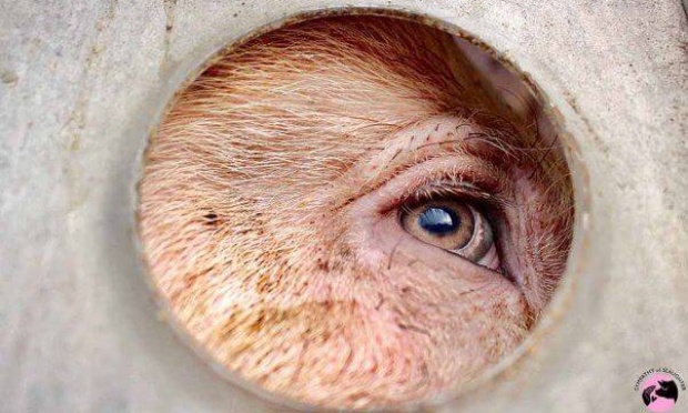 Pour la reconnaissance des droits fondamentaux des animaux nonhumains