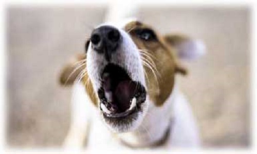 Ras le bol des chiens.