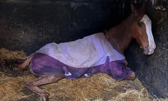 Des chevaux meurent dans l'indifférence dans ces écuries !