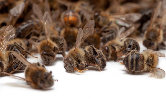 Stop aux néonicotinoïdes
