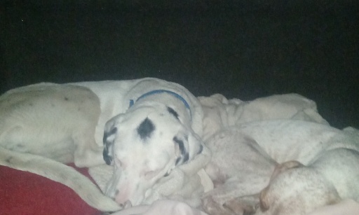 Sauvez Athéna et Lino