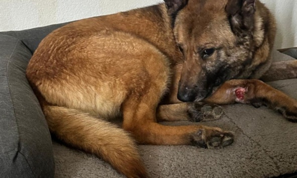 Aidez nous à libérer Timo, notre X Malinois, incarcéré illicitement