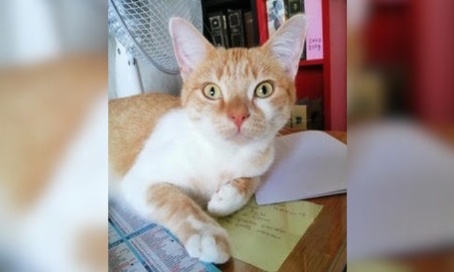 Il faut sauver la petite association Bastet et sa centaine de chats ! Et le budget de l'État... vraiment ?