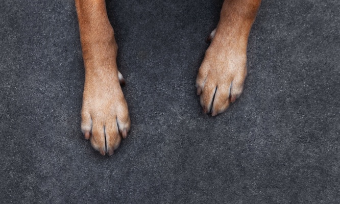 Aidez-moi à récupérer mon chien : non à son euthanasie !