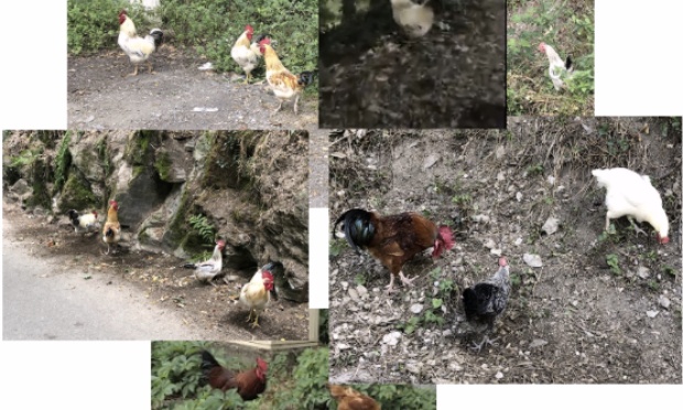 Surpopulation de coqs à Saint Paul en Jarez