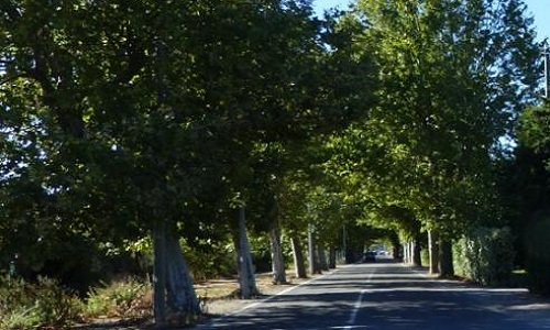 Contre l'abattage des platanes de Cheval Blanc dans le Vaucluse