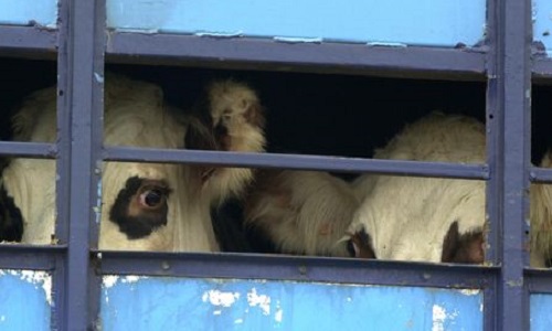 Établir une loi contre l'abbattage rituel des animaux en France