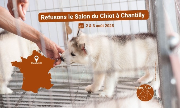 Refusons le Salon du Chiot à Chantilly les 2 et 3 août 2025