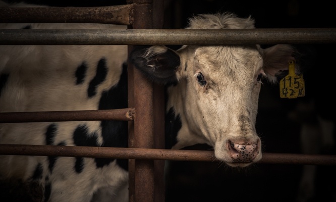 Pour l’interdiction de l’abattage massif en cas de dermatose nodulaire