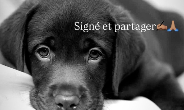 Justice pour nos animaux : tolérance zéro pour la négligence vétérinaire