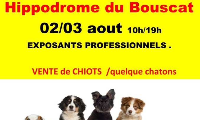 Honte a l'hippodrome du Bouscat Bordeaux d'organiser un salon du chiot !