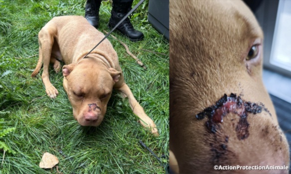 Justice pour les deux chiens sauvagement battus avec un bâton clouté !