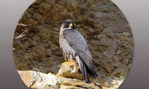 Stop aux démonstrations oiseaux de proie - Région Wallonne (Belgique)