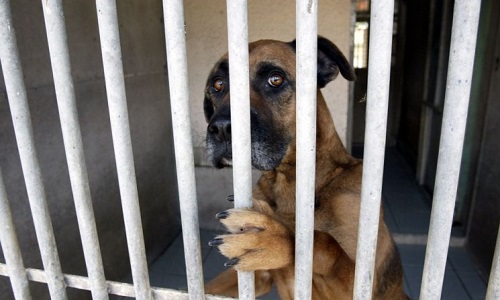 Fermeture des fourrières en NC et création de brigades de protection animale !