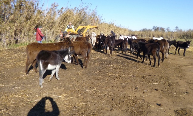 Soutien à l'association Torreilles ânes et compagnie 66
