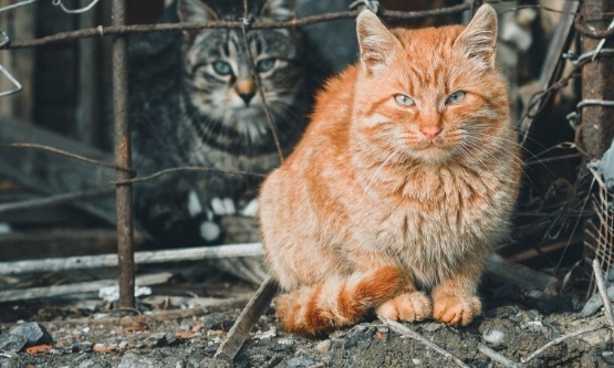 Pour que la loi soit appliquée