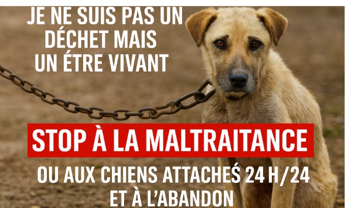 Stop à la maltraitance animale en Guadeloupe, dans les îles des Caraïbes et en Europe !