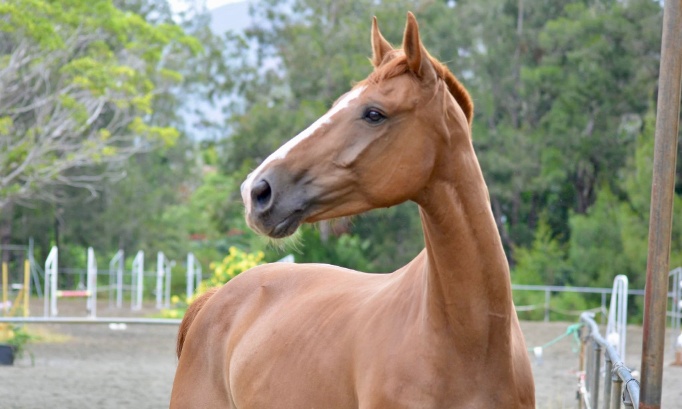 Stop aux violences envers les chevaux ! Des mesures urgentes maintenant !