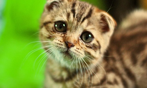 Arrêtons les tueurs de chats