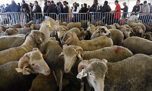 Non à l'abattoir provisoire halal à Belfort ! Non à l'utilisation de nos fonctionnaires pour organiser un rite religieux !