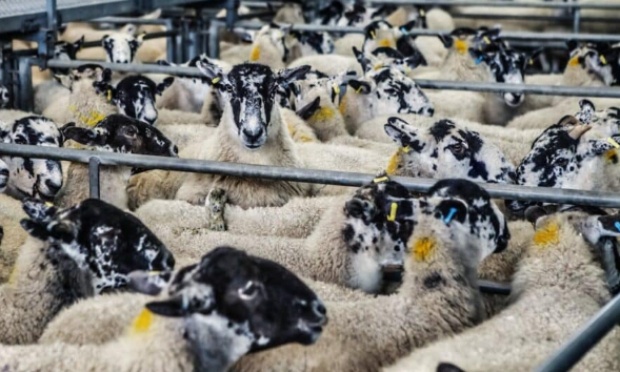 Stop à l'élevage intensif !