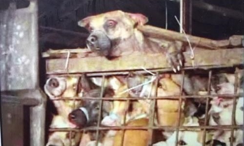 Contre le Festival de Yulin en Chine !