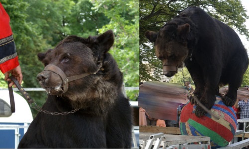Soutien à Envronville, qui a annulé la venue de l'ours Micha des Poliakov en 2015