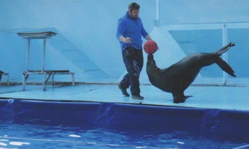 Exposition-spectacle de requins et d'otaries