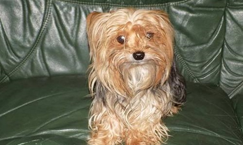 Recherche notre petite Yorkshire Terrier tatouée s'appelant Emi