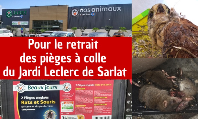 Pour le retrait des pièges à colle du Jardi Leclerc de Sarlat
