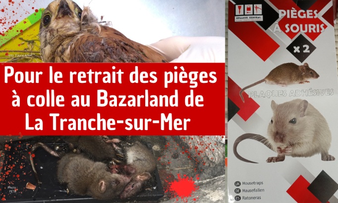 Pour le retrait des pièges à colle au Bazarland de La Tranche-sur-Mer