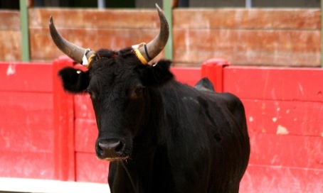 STOP à la course aux taureaux : un homme a été encorné