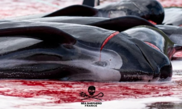 Que la marine danoise laisse Sea Shepherd agir face aux massacres de dauphins