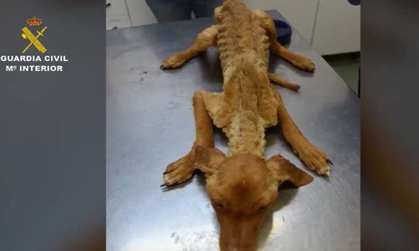 Une chienne enceinte torturée puis pendue au Maroc et 32 chiens morts de faim en Espagne