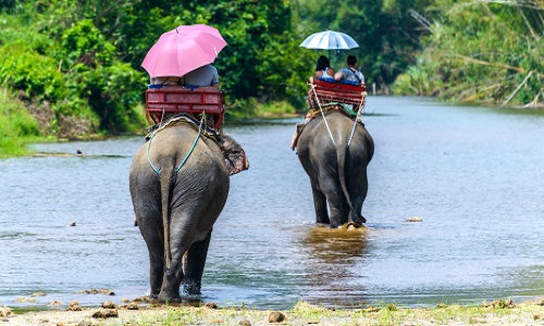 Contre les balades à dos d'éléphant.