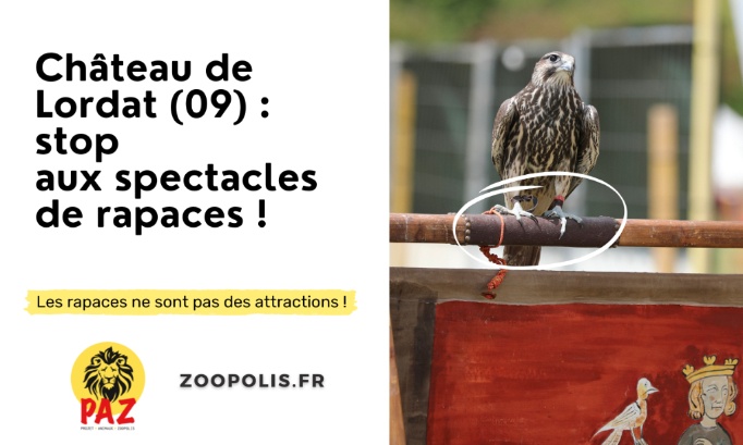 Château de Lordat (09) : stop aux spectacles de rapaces !